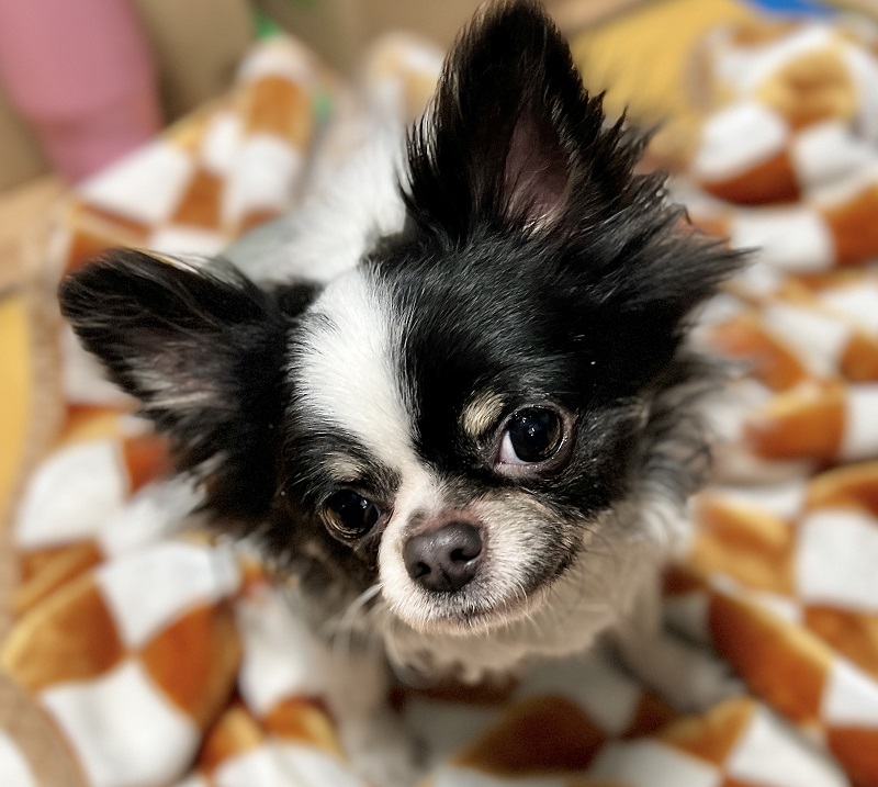 보호중 치와와의 가…